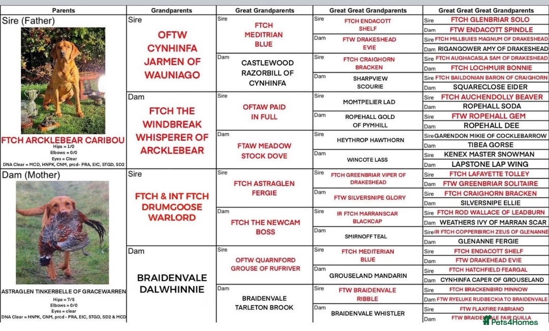Labrador Retriever dogs for stud: 0/0 Hip & Elbows, Fully Health Tested in Tadcaster - Image 4