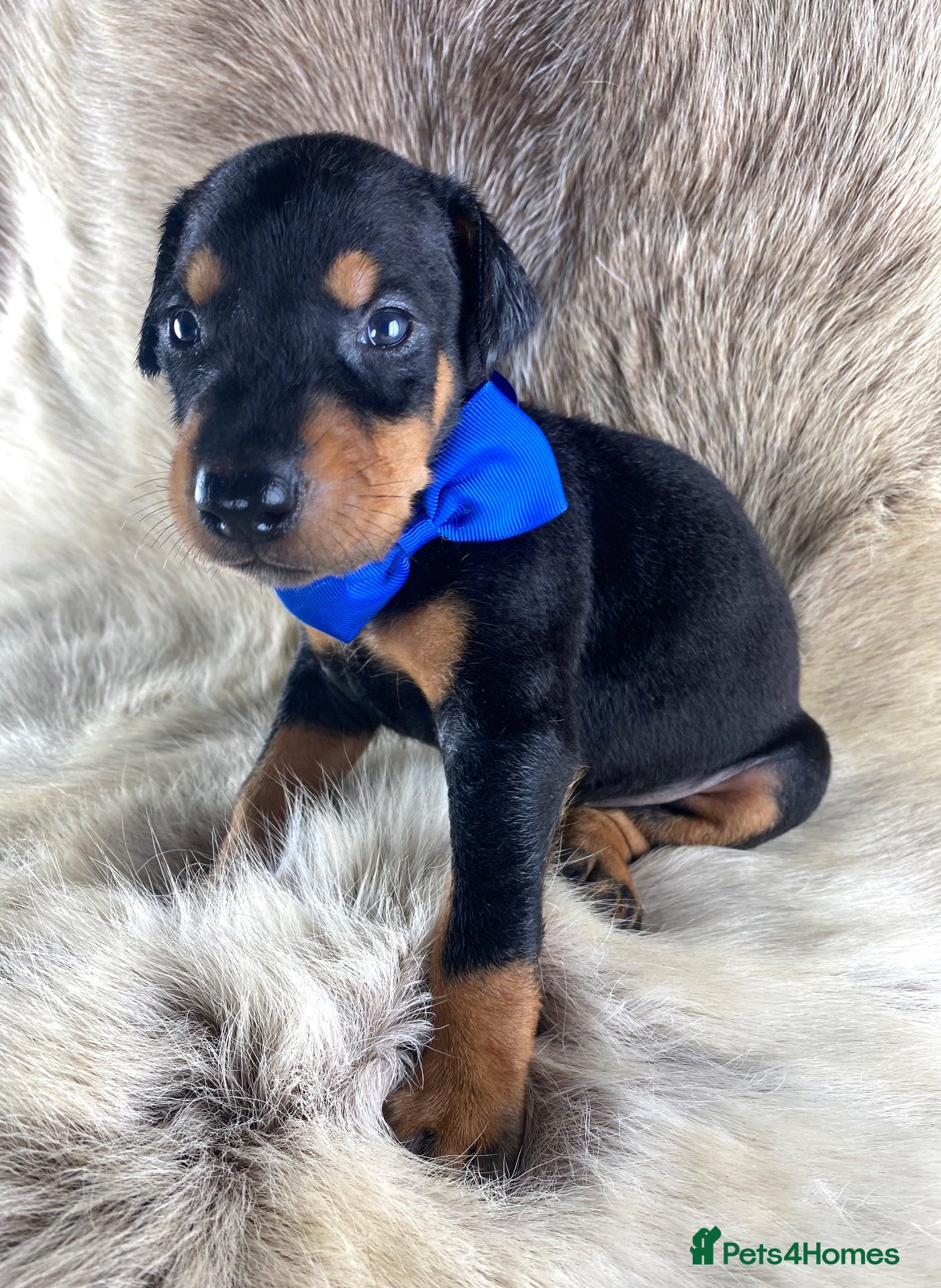Dobermann dogs KC REGISTERED DOBERMAN PUPS - Advert 1