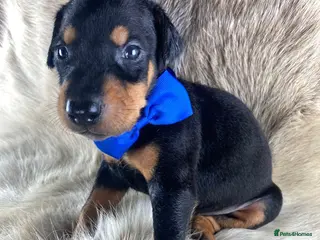 Dobermann dogs KC REGISTERED DOBERMAN PUPS - Advert 1
