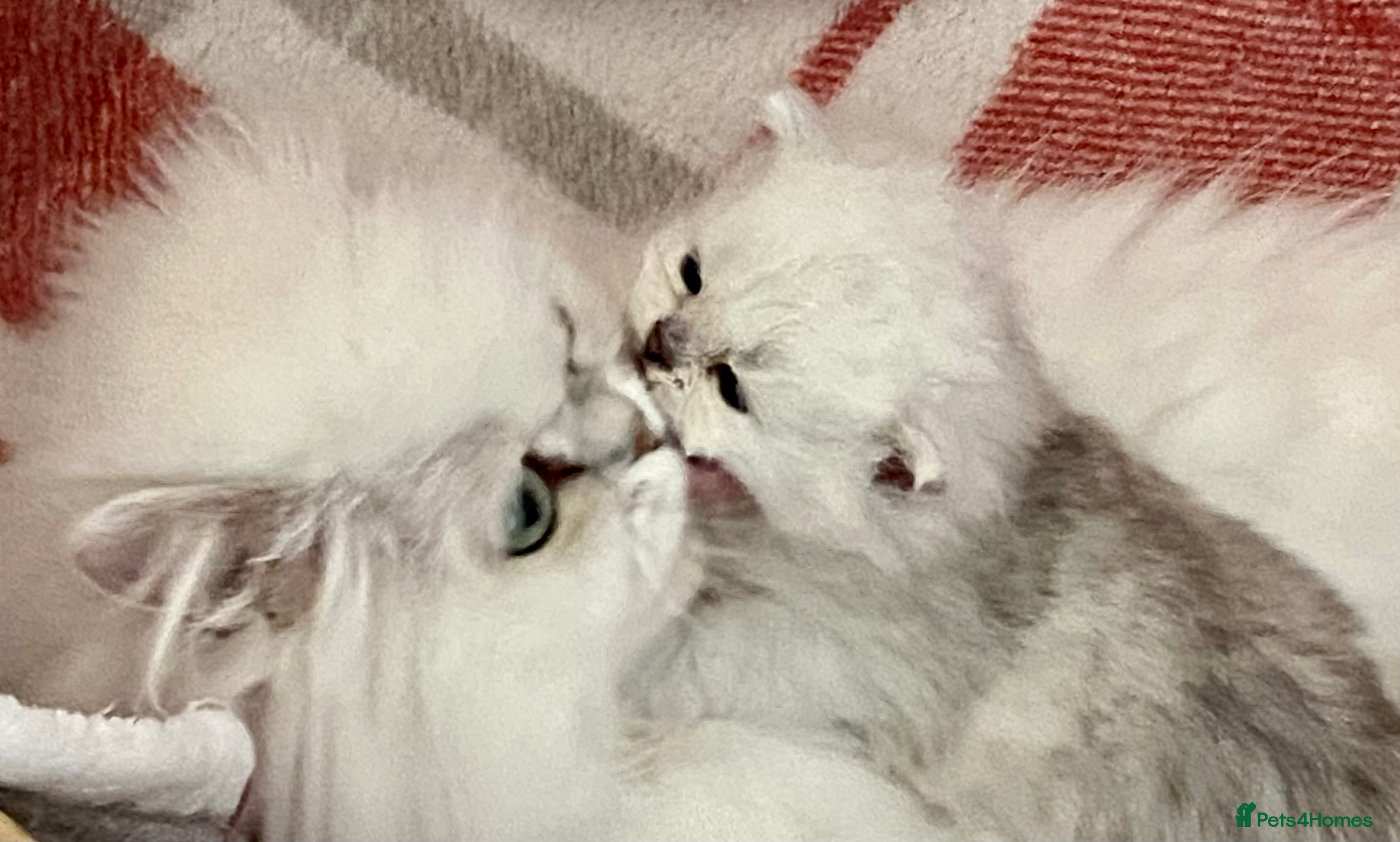 Persian cats Silver and golden chinchilla Persian kittens - Advert 4