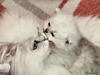 Persian cats Silver and golden chinchilla Persian kittens - Advert 1