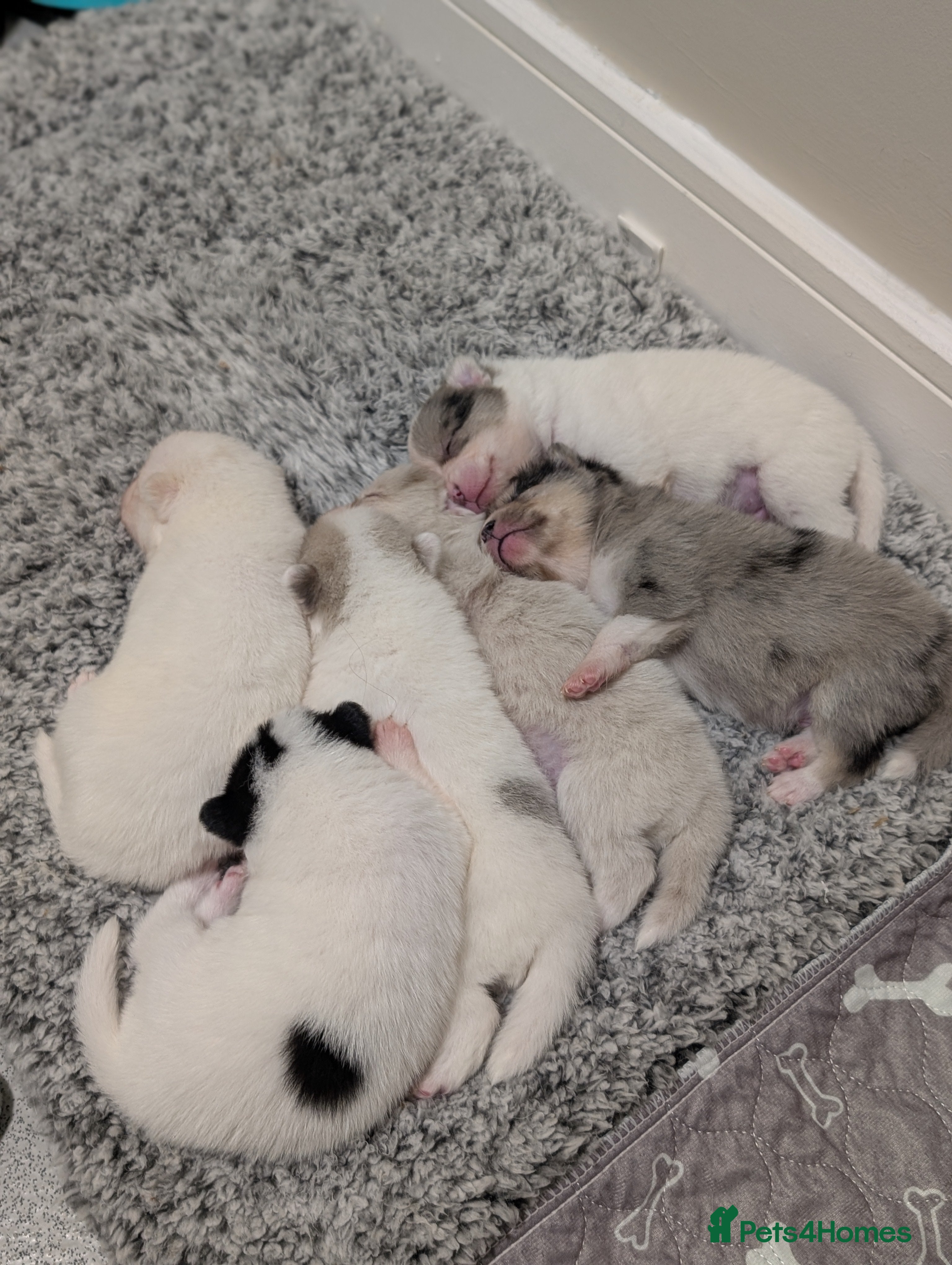 Pomsky dogs Beautiful pomsky f3 micro  - Advert 1