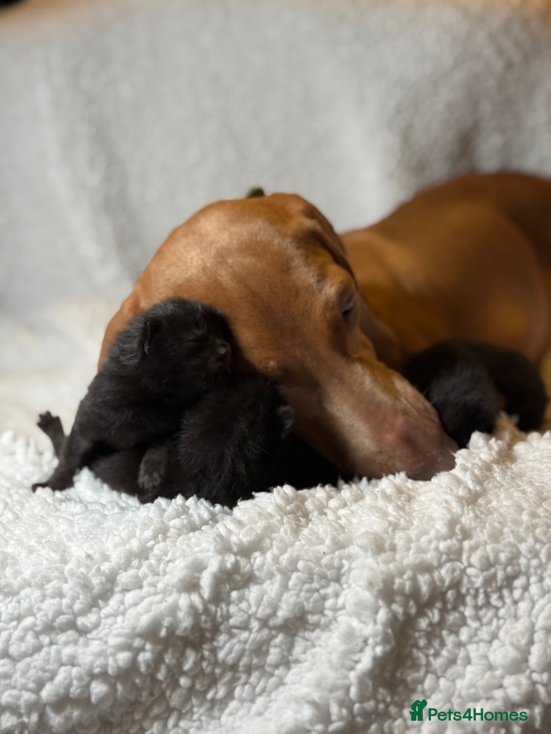 Domestic Shorthair cats for sale: 🐾✨ Gorgeous Fluffy Black Kittens – Ready 24/12 🐾 - Image 10