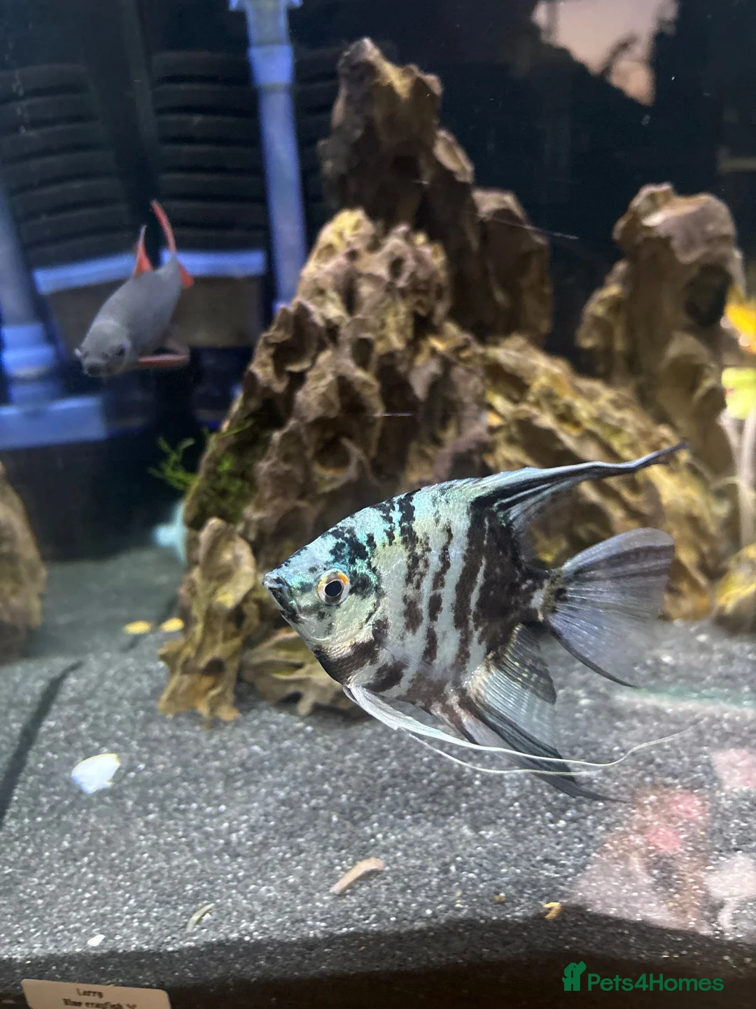 Angelfish fish for sale: Angel fish  - Advert 2