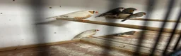 Finches birds for sale: Male and female zebra finches  - Advert 3