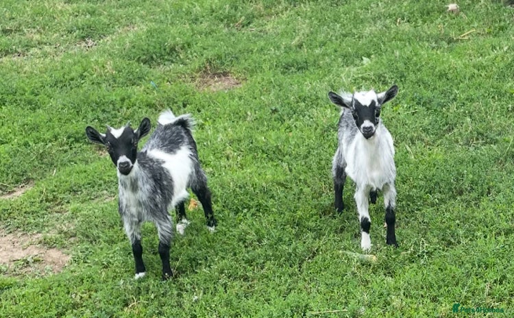 Goats livestock - Advert 2