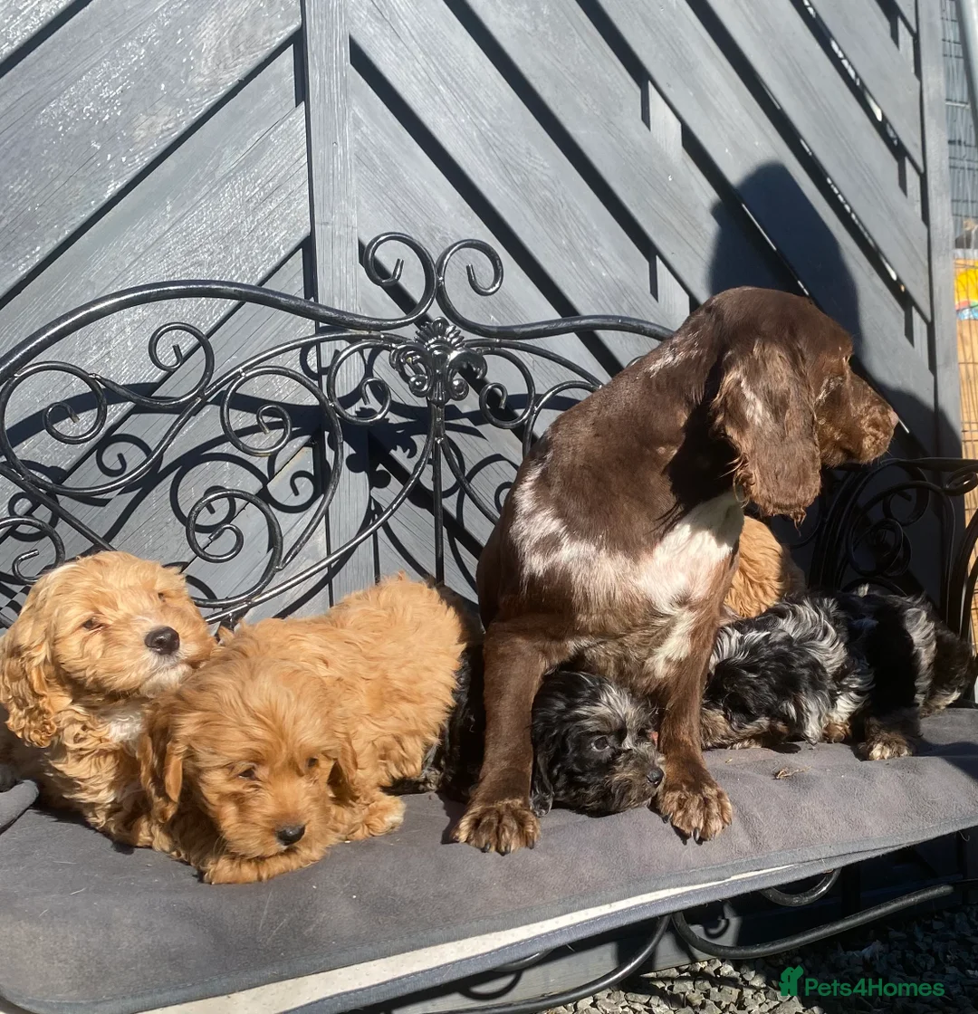 Cockapoo dogs for sale: Gorgeous F1 Cockapoo puppies  - Advert 2
