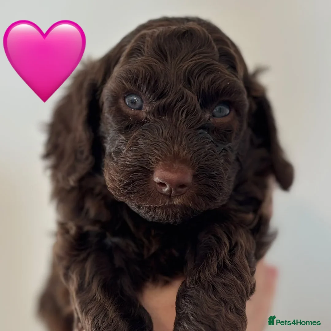 Cockapoo dogs for sale: Amazing Litter - Advert 2
