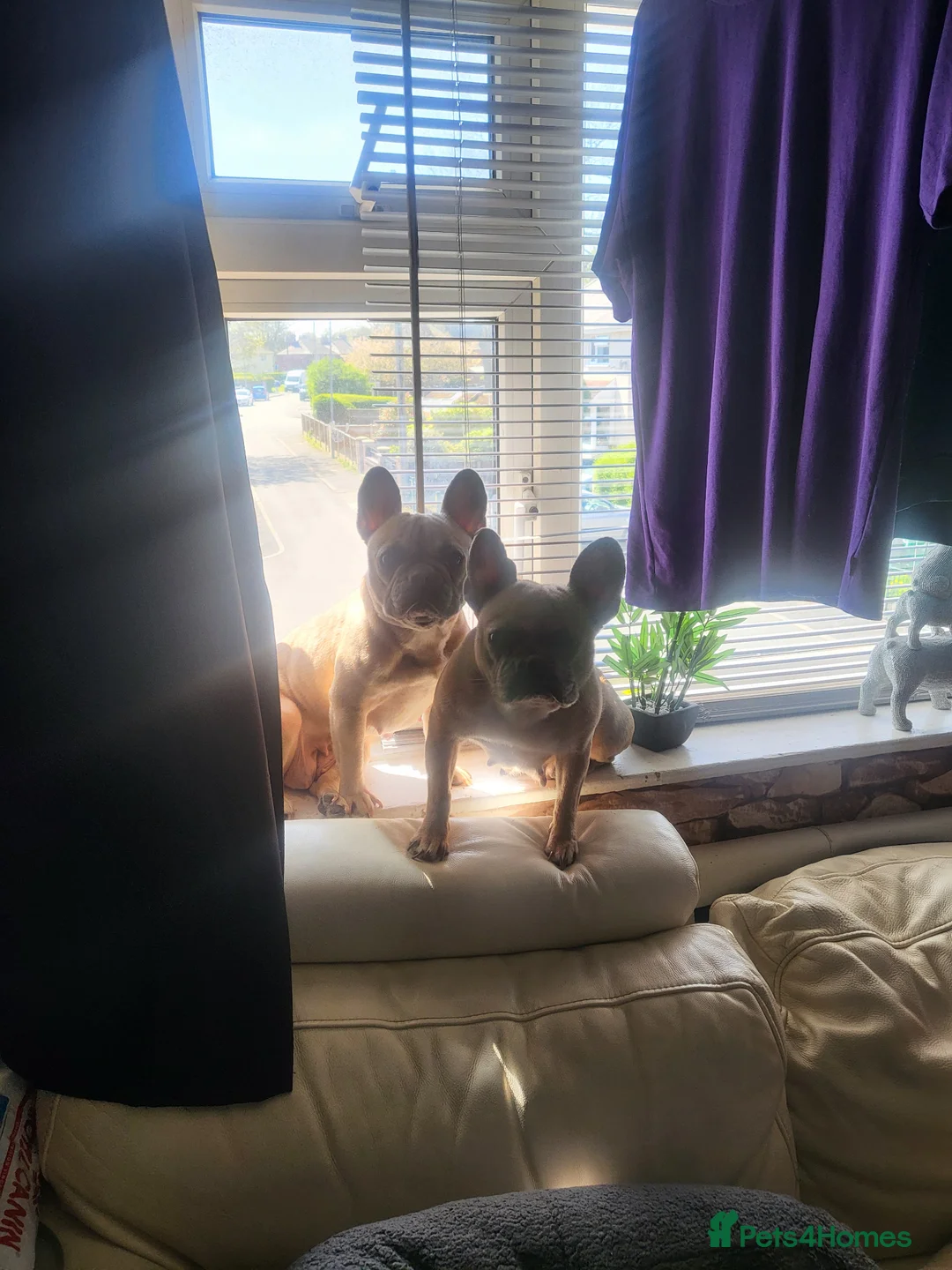 French Bulldog dogs for sale: Storm the frenchie baby in Manchester - Advert 5