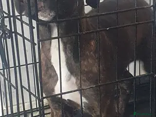 Mixed Breed dogs Puppy - Advert 1