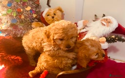 Cavapoo dogs for sale: F1 cavapoo puppys girls and boys  - Advert 17
