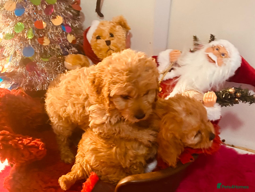 Cavapoo dogs for sale: F1 cavapoo puppys girls and boys  - Advert 17