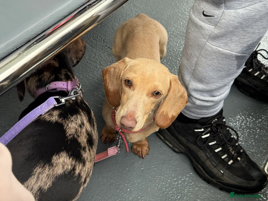 Miniature Dachshund dogs for sale: pure cream pink nose KC reg miniature dachshund  - Advert 4