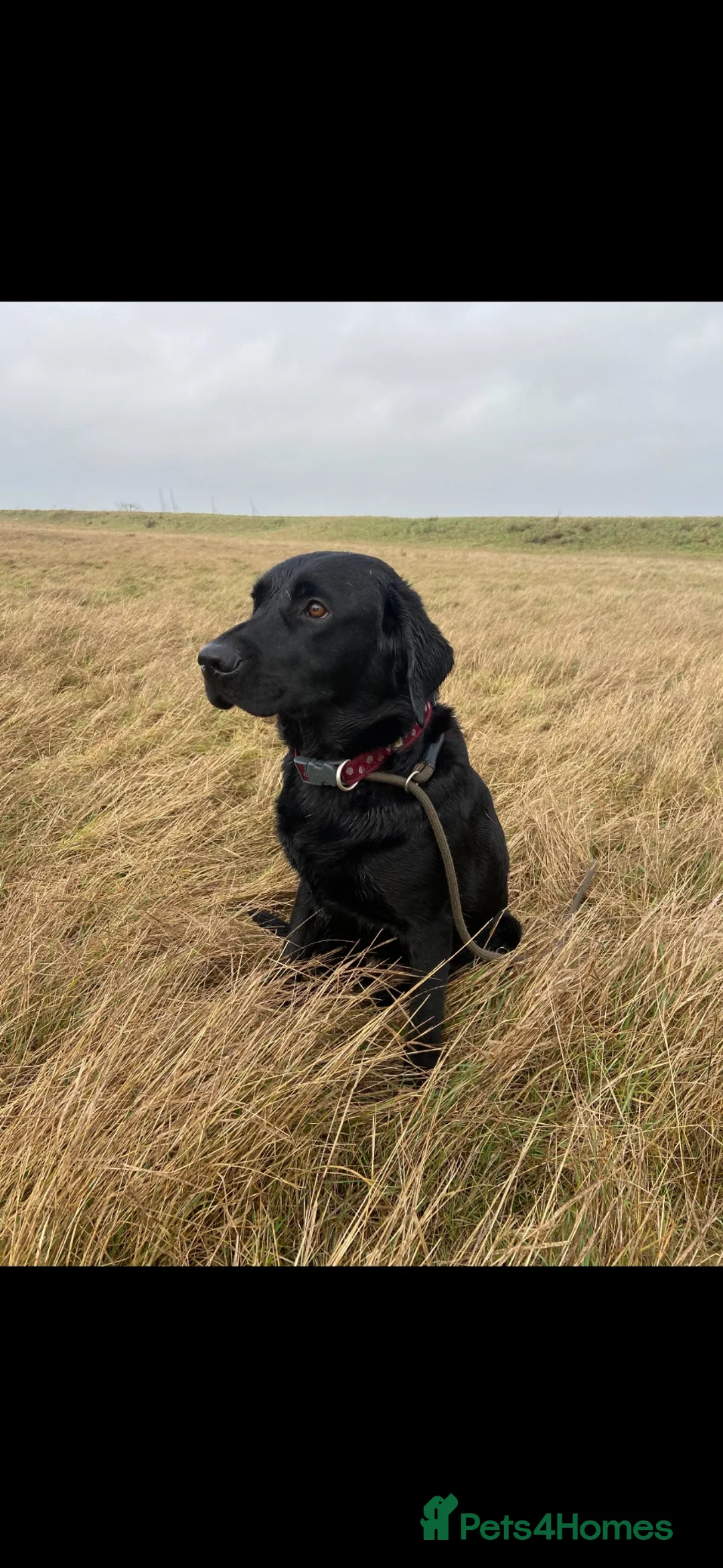 Labrador Retriever dogs for sale: Description  - Advert 40