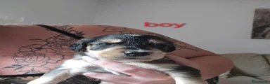 Mixed Breed 3