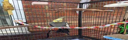 Cockatiels birds for sale: Cockatiel for sale in Trowbridge - Advert 1