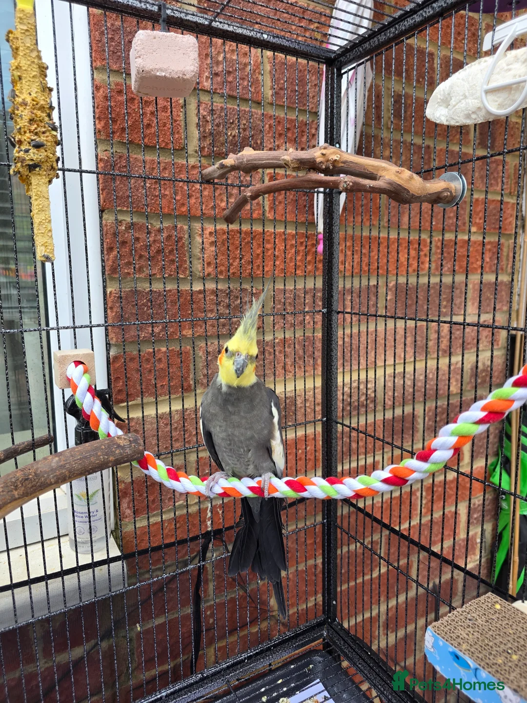 Cockatiels birds for sale: Cockatiel for sale in Trowbridge - Advert 1