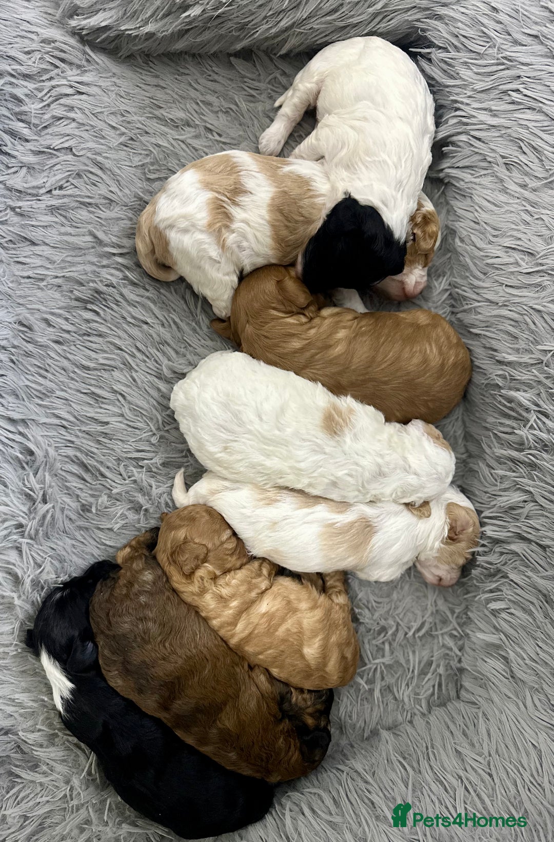 Mixed Breed dogs for sale:  Fab❤️Ttoodle Tibetan terrier x Miniature Poodle - Image 5
