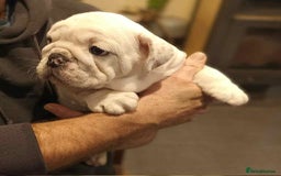 English Bulldog dogs for sale: 🐶Beautiful English bulldog puppies ❤️  - Image 14
