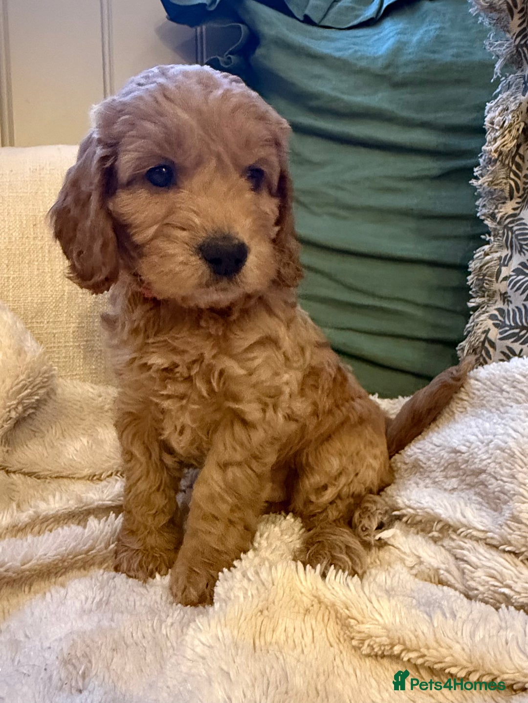 Cockapoo dogs for sale: Stunning litter of F1 Cockapoo Puppies  - Advert 18