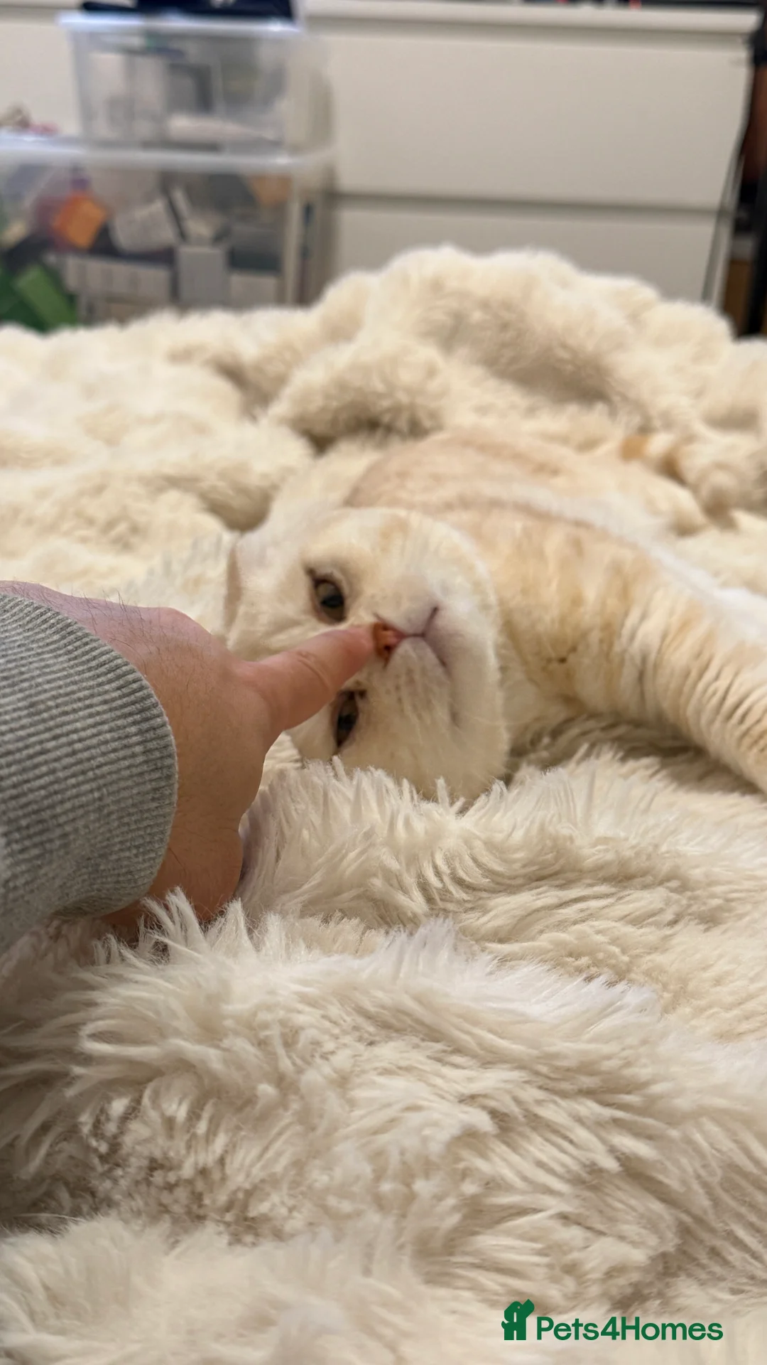 Scottish Fold cats for stud: Scottish Fold for stud - Advert 2