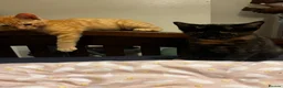 Mixed Breed cats for sale: 🐱 4 Kittens & Their Mum Looking for a Loving Home in Enfield - Advert 11