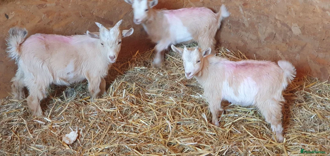 Goats livestock for sale: Lovely pygmy goats 🐐  - Advert 1