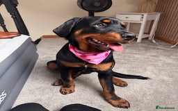 Rottweiler dogs for sale: Male Rottweiler - Image 3