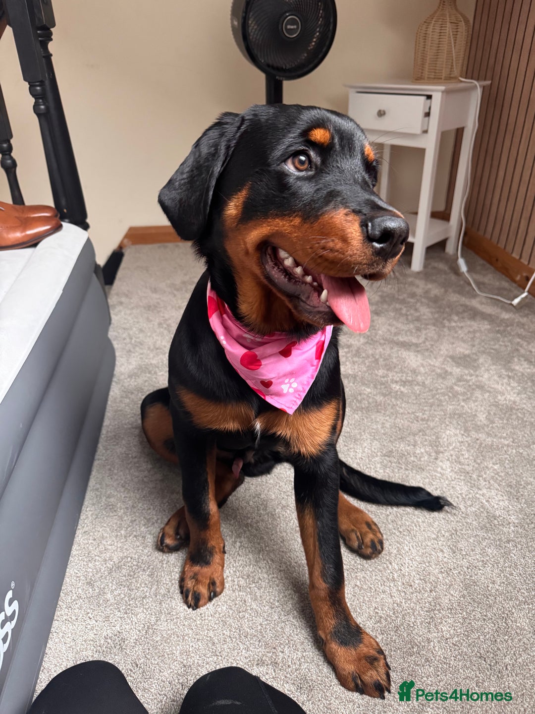 Rottweiler dogs for sale: Male Rottweiler - Image 3