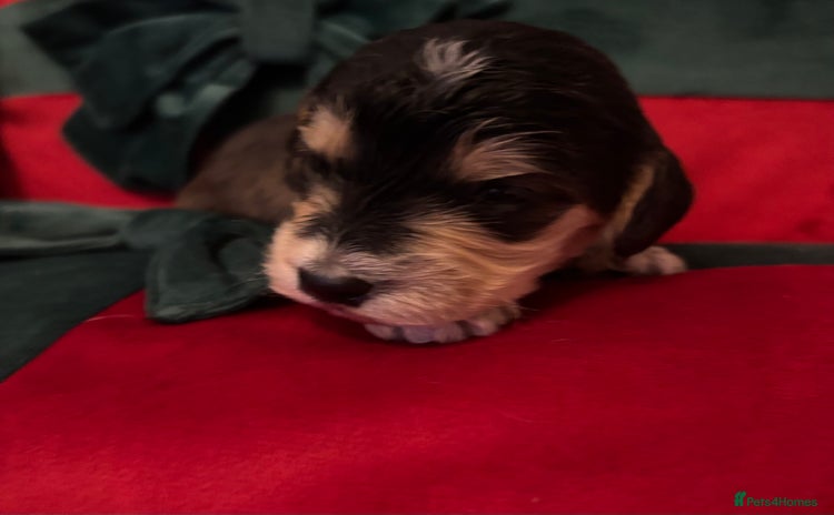 Cockapoo dogs ⭐️OUTSTANDING, HIGH QUALITY Cockapoo F1B Puppies⭐️ - Advert 15