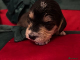 Cockapoo dogs ⭐️OUTSTANDING, HIGH QUALITY Cockapoo F1B Puppies⭐️ - Advert 3