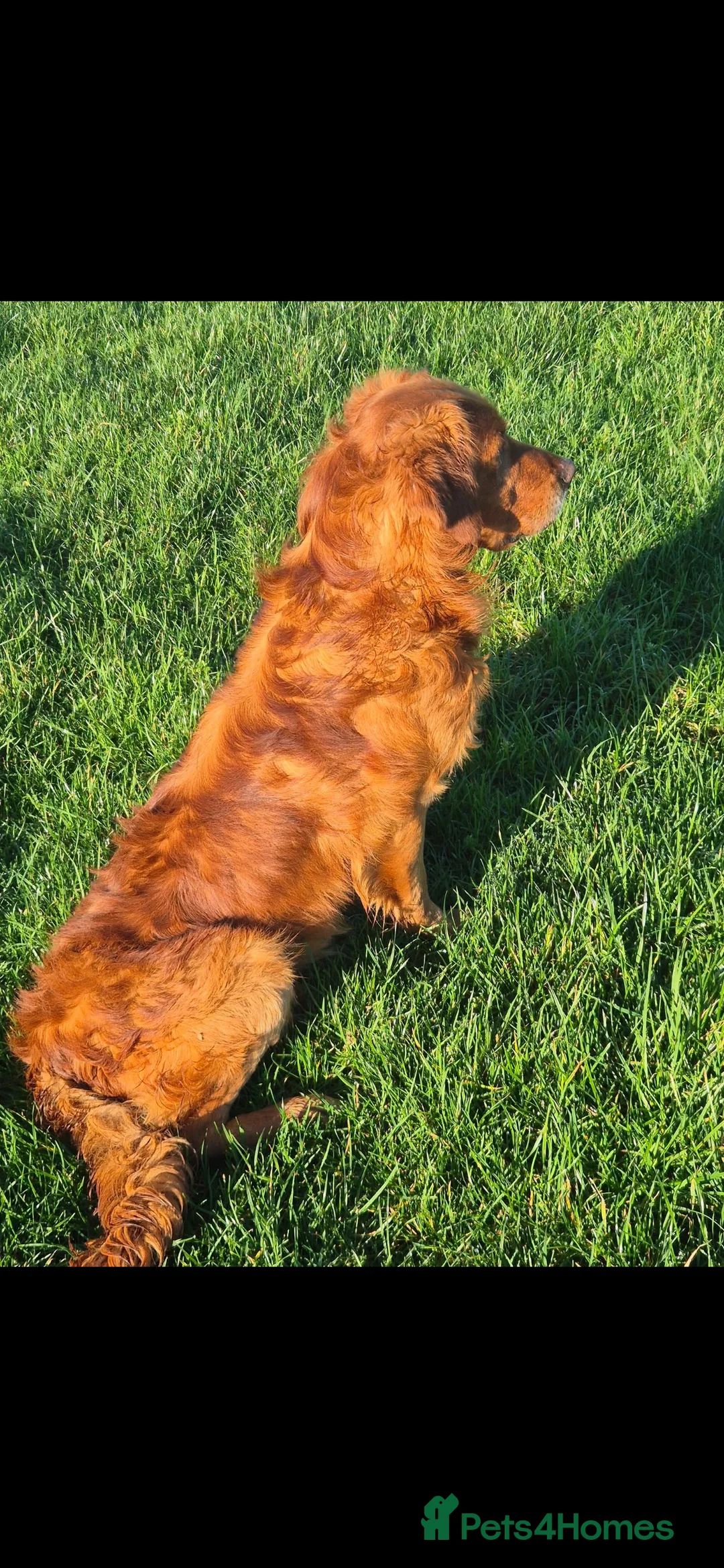 Goldendoodle dogs for sale: Female Goldendoodle pup standard ready to leave   - Advert 2