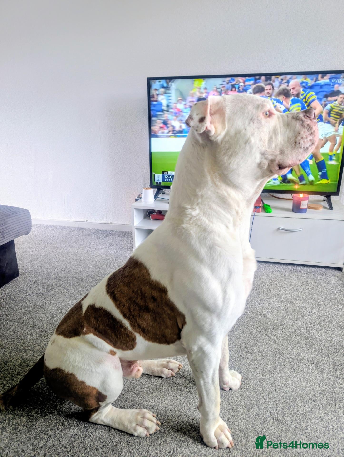 American Bulldog dogs American Bulldog  - Advert 2