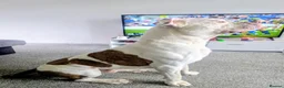 American Bulldog dogs for sale: American Bulldog  in Wigan - Advert 1