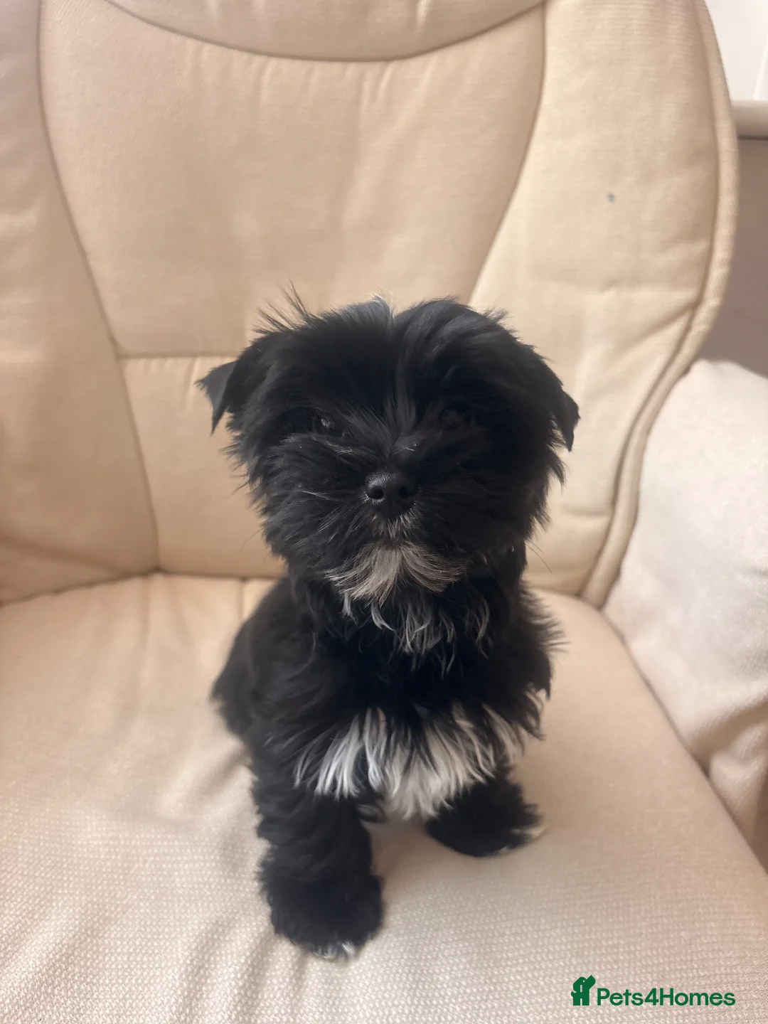 Yorkshire Terrier dogs for sale: Mini rare black and white Yorkshire Terrier. - Advert 2