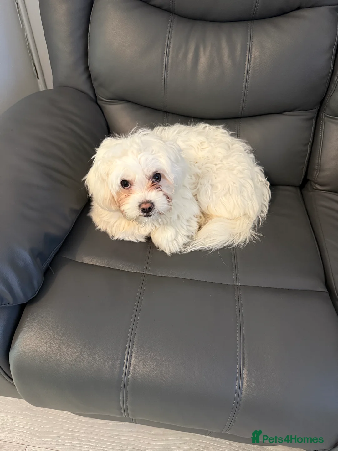 Bichon Frise dogs for sale: Bichon malteze  - Advert 1