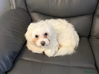 Bichon Frise dogs Bichon malteze - Advert 5