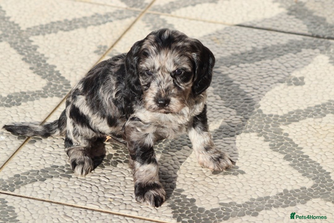 Cockapoo dogs for sale: F1 Cockapoo puppies for sale - Advert 13