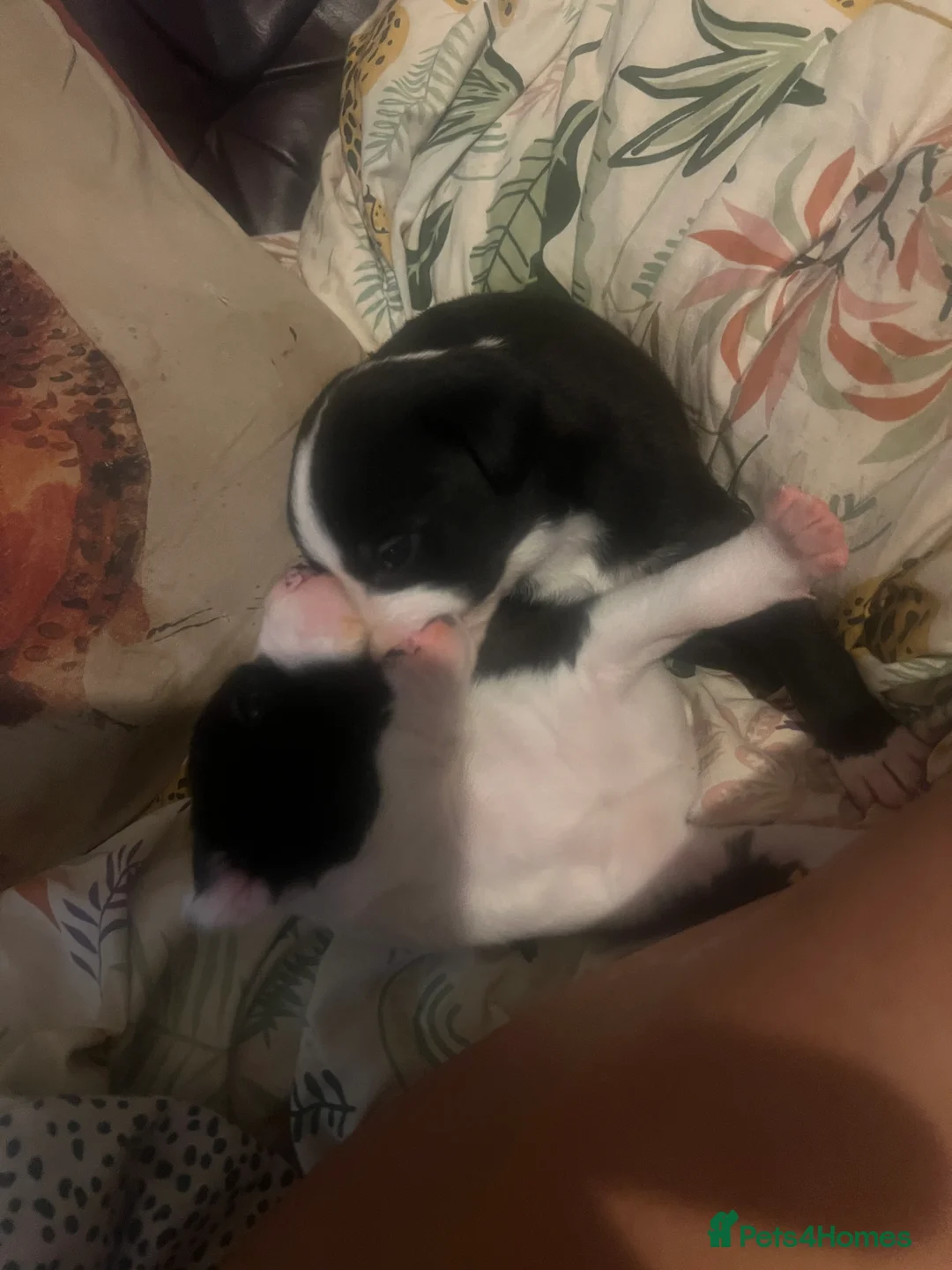 Mixed Breed dogs for sale: Adorable 13-Week-Old Female Puppies Ready For Home - Advert 12