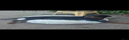 Rottweiler dogs for sale: Roxi zoe  - Advert 2