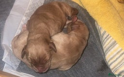 Cockerdor dogs for sale: 🐾 Cockador’s - Image 2