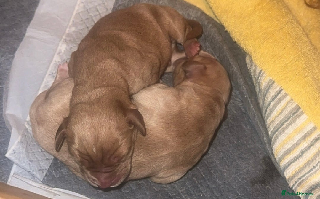 Cockerdor dogs for sale: 🐾 Cockador’s - Image 2