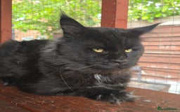 Maine Coon cats for stud: STUD ONLY  Maine Coon 9kg Russian Lines Proven - Image 1