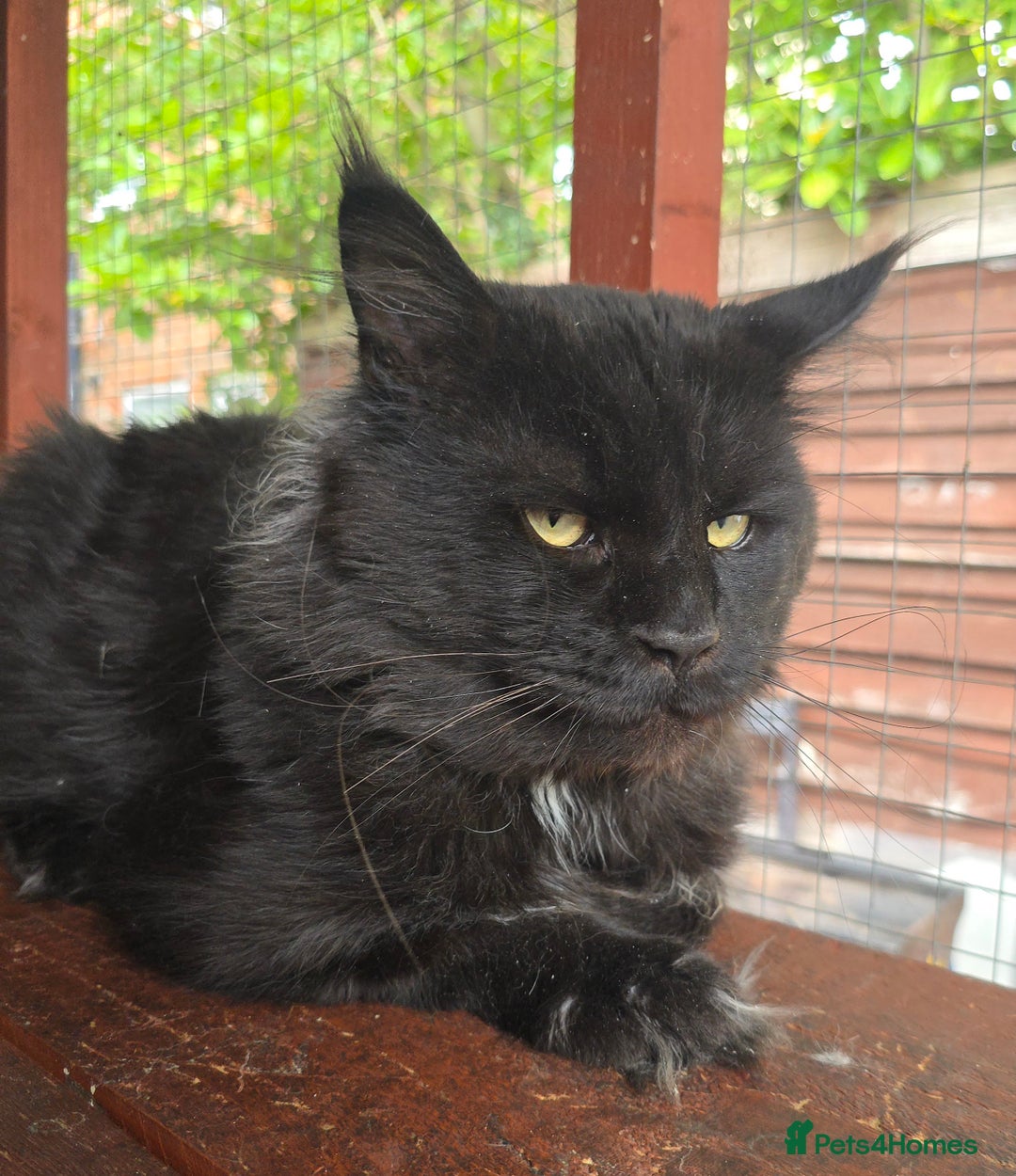 Maine Coon cats for stud: STUD ONLY  Maine Coon 9kg Russian Lines Proven - Image 1
