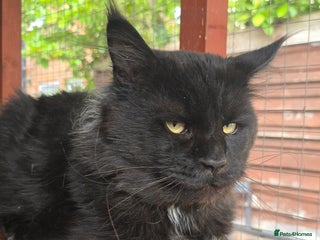 Maine Coon cats - Advert 18