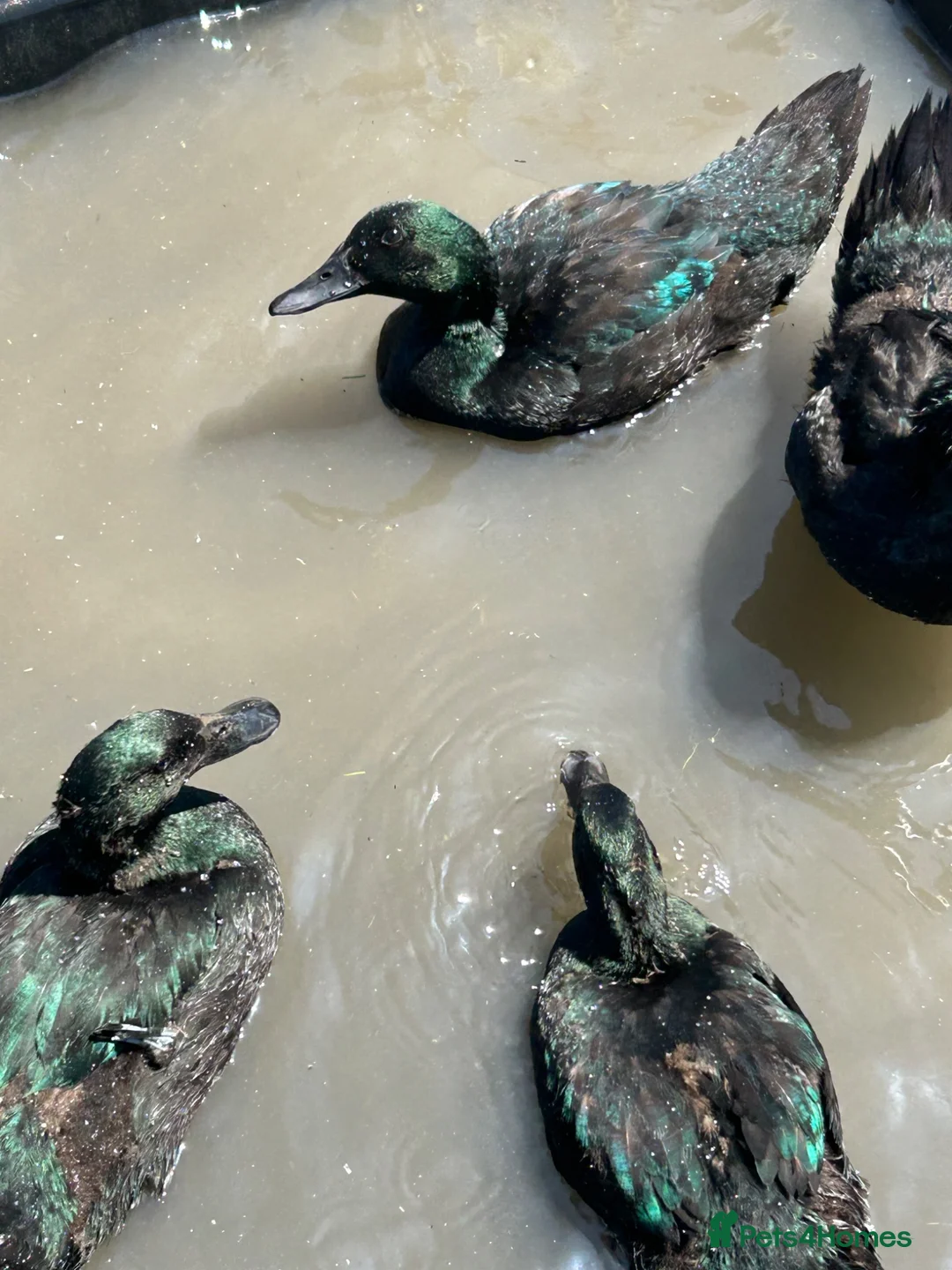 Ducks poultry for sale: SEXED ABACOT RANGER & EAST INDIAN DUCKS  - Advert 1