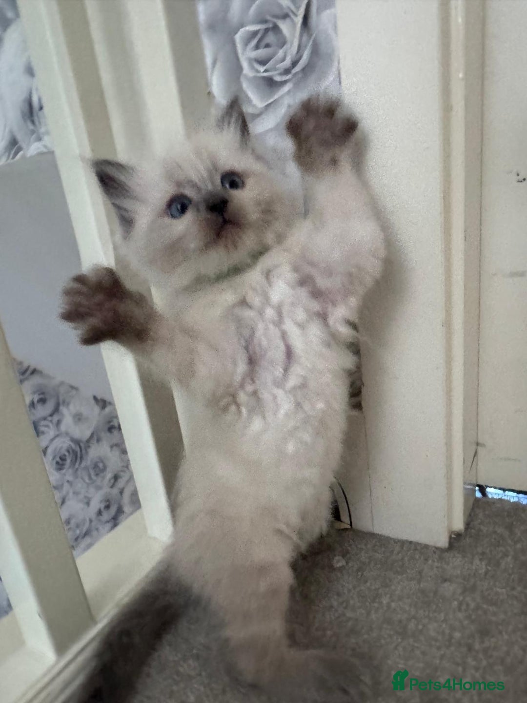 Ragdoll cats for sale: ragdoll kittens ready in 1 week  🩵💚💜 - Image 5