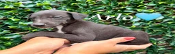 Lurcher dogs for sale: Beautiful Bedlington Whippet Puppies 🐾 - Advert 8