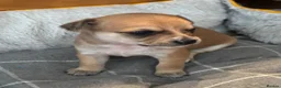 Chihuahua dogs for sale:  5 Adorable Chihuahua Puppies 🐾 - Advert 16
