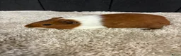 Guinea Pig rodents for sale: Female guinea pigs - Advert 5
